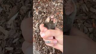 “Mole”#cute #shorts #animals #mole