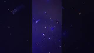 @NaalayakSahilSamuel#shortsvideo #concert #liveshows #naalayak #jazba #zakir #delhi