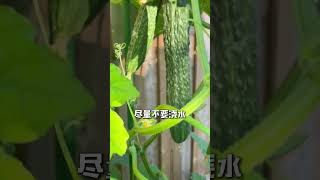 Life with garden 黄瓜浇水有讲究 #家庭种菜 #种植小技巧 #阳台种菜 #农业种植 #种植小技巧