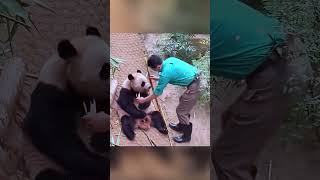 辉宝抢睿宝竹笋老宋见状连忙拿一根||来换老宋觉辉宝要追过来赶紧的溜了 #cute #panda #redpanda夕消