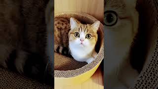 cat's maow #bami_goon #cute cats #viralvideos
