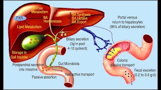 Course Outline For studying Bile acid Metabolism and Gallstones