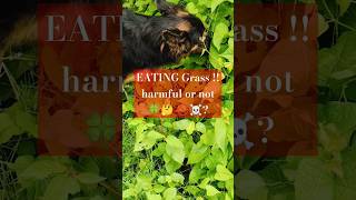 German Shepherd dog ☠️🚨 Safe or Not 🚫 see description 🌿🤔#dog #gsd #diet #shorts