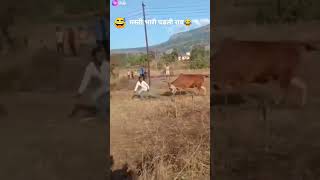 Masti bharai pad gayi bhai #bail #doad #nad #baio #feeding