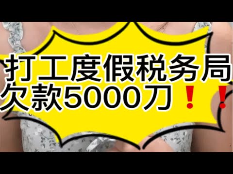 （上）打工度假税务局欠款5000刀！