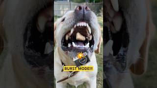 iPhone Photography: Use Burst Mode for Action Shots! #dogphotography #phototips #iphonephotography