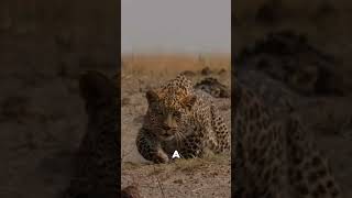 Leopard Spares a Baby Baboon #short #fact #quickfacts #quickmind