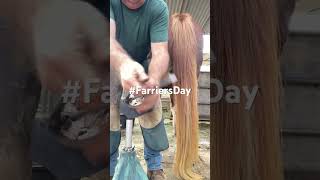 Hoof trimming don’t get kicked #horse #farrier #horsecare #equestrian #asmr #asmrvideo