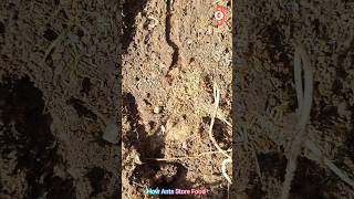 How Red Ants Store Food #ants #antspower #redants #redant #foodstorage #foodstoragetips #foodstoeat
