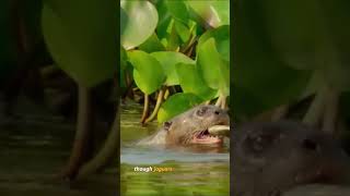 #JaguarHunt#AmazonWildlife#AnimalSurvival#NatureDrama#WildlifeEncounter#foryou#foryoupage#fyp