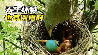 真實攝影：壞種杜鵑一出生就推鳥蛋，剛好被寄生的鳥媽媽發現