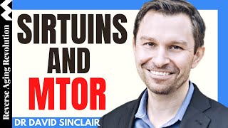 HOW mTOR And Sirtuins Impact Our Longevity | Dr David Sinclair Interview Clips