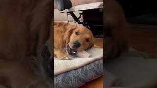 Frozen bones are loved•Bentley #goldenretriever #retriever #dog #cute #funnypuppy #peanutbutter
