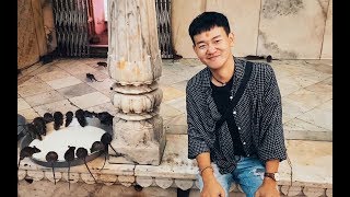 印度老鼠庙，所见之处都是肥鼠，衣食无忧过得比人都好!