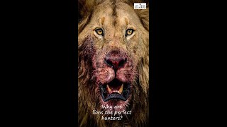 Why are lions the perfect hunters? #shorts #youtubeshorts #lionhunt #lion
