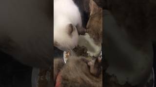 They love the cake😋 #happybirthday #pets #happypets #animals #petshorts #cats