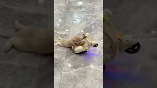 my new car short video #shorttiktokvideo #smartvideo
