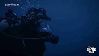 Finding The RARE Tasselled Wobbegong Shark | Sharktopia | Shark Week