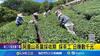 阿里山茶葉採收期 採茶工"日賺數千元" 阿里山採茶工日賺數千 移工領錢笑開懷 採茶日薪2至4千 體力活...年輕人"嘸愛賺"｜記者 陳俞安 廖國雄｜新聞一把抓20250610｜三立新聞台