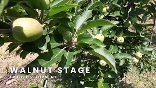 Red Chief, Oregon Spur, Scarlet Spur 2, Jeromine and Gala at Walnut Stage | May 2025