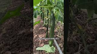 黃瓜￼種植小技巧