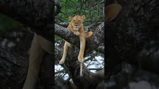 African savanna, a paradise for wildlife  非洲大草原 野生动物的天堂之地  #animal【跟着图尔去旅行】