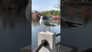 上野恩賜公園 Ueno, Tokyo