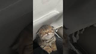 Living the dream, one nap at a time