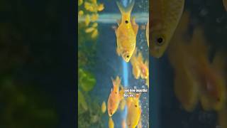 I wonder what they are thinking in their little brain🥺🤗 #short #viral #fish #ocean #viralshorts