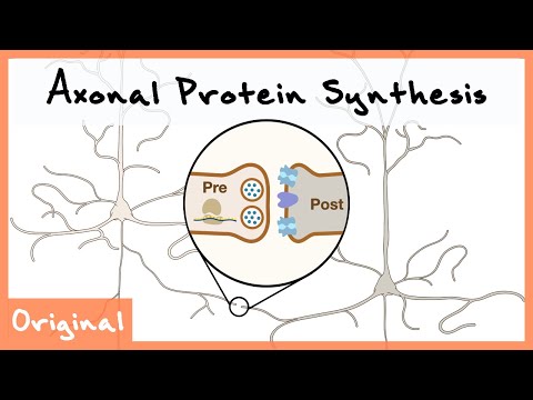 Axonal Protein Synthesis for Neurotransmission | New Discoveries