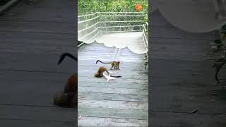 Monkey funny comedy short video #shorts #hindi_love_tv #monkey #a_to_z #funny #trending