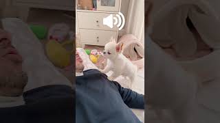 【インスタ121万回再生】おとうさんと会話する犬うにちゃん #しゃべる犬 #チワワ #癒し #ほのぼの #のんびり #ほんわか