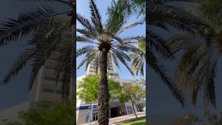 Deira Dubai DIB Bank