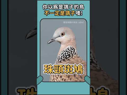 你以為是鴿子的鳥不一定是鴿子噢🐣 ! #鳥圖鑑 #誰在叫 #鴿子