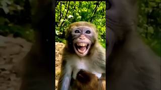 nakal utarta hai 🤣😂#comedy #funny #monkey #shorts #virl 🐒🐒