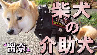 【柴犬の介助犬】留奈ちゃんが介助犬になるまでの話