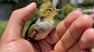 Masked Bird Brother｜Birds are afraid of being thrown away after being injured