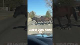 Nevada life #wildhorses #nevada #pony #wildmustang #mustangs #desertlife #wildlife #shorts