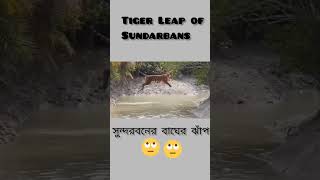 Tiger Leap of Sundarbans🐅🐅#shorts #viralshort #tiger #sundarban