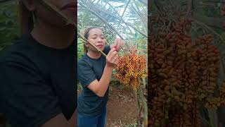 Buah kurma di wonogiri #buahkurma