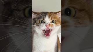 Cats being cats 🤣🤣 #funny #catvideos #catshorts #cat