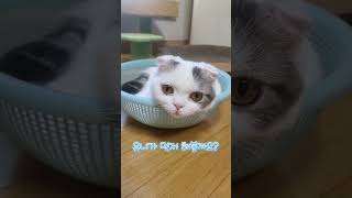 말똥이 유치원 2화#cat #스코티쉬폴드 #스코티시 #cuteanimal #cutecat #cutecat #cute #cutepet #아기고양이 #고양이일상