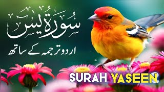 Ep015 Surat Yaseen with Urdu Translation/Tarjuma | Surah Yasin Full With Arabic Text Mishary Alfasay