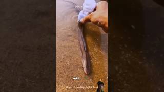Lượn điện #epicwildlife #animals #wildcreatures