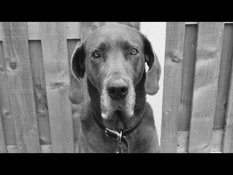 R.I.P Rosie (2005 - 2017)