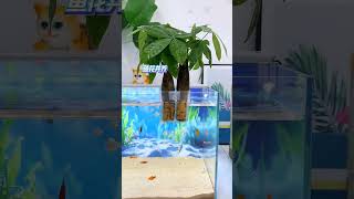 New way to play with fish tanks, raise fish and enjoy flowers#fish #hydroponics #fishtankhydroponics