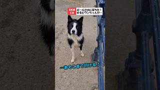 水に落ちたボールを追うボーダーコリー