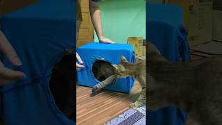 Cat T-shirt box for my cats #catslover #catslife #catbox #cutecats #funny