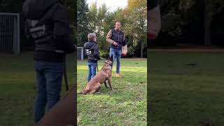 Belgian Malinois Protecting kid