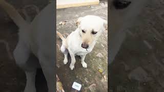 #sweetsong #trending #viral #cutebaby #